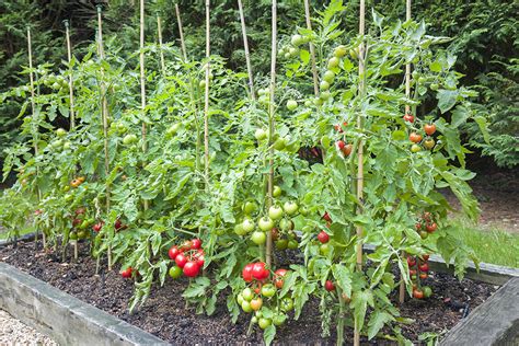 how to stake tomatoes|Staking Tomato Plants .